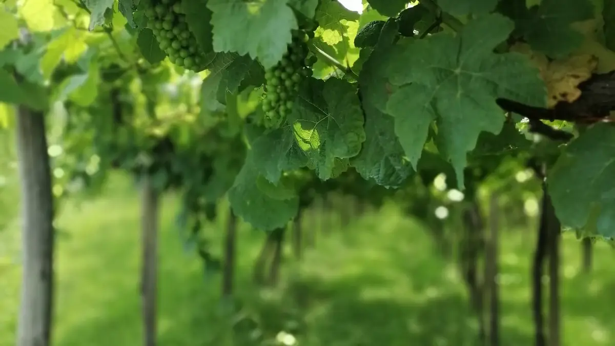 Txakoli-druvor på en vingård i Baskien