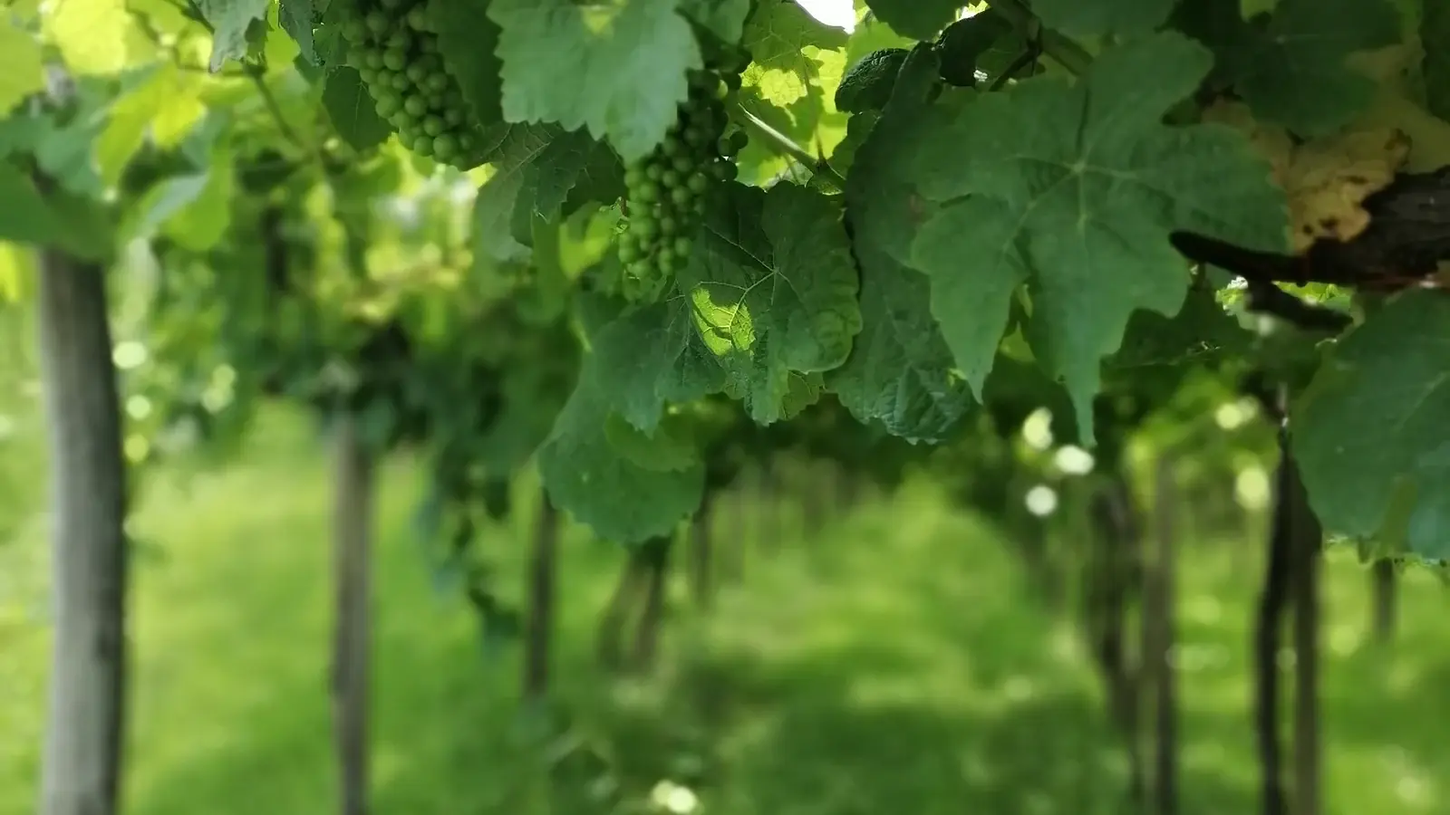 Txakoli-druvor på en vingård i Baskien
